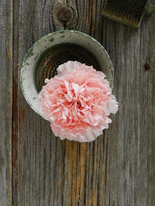 Nahema  Pink Carnations